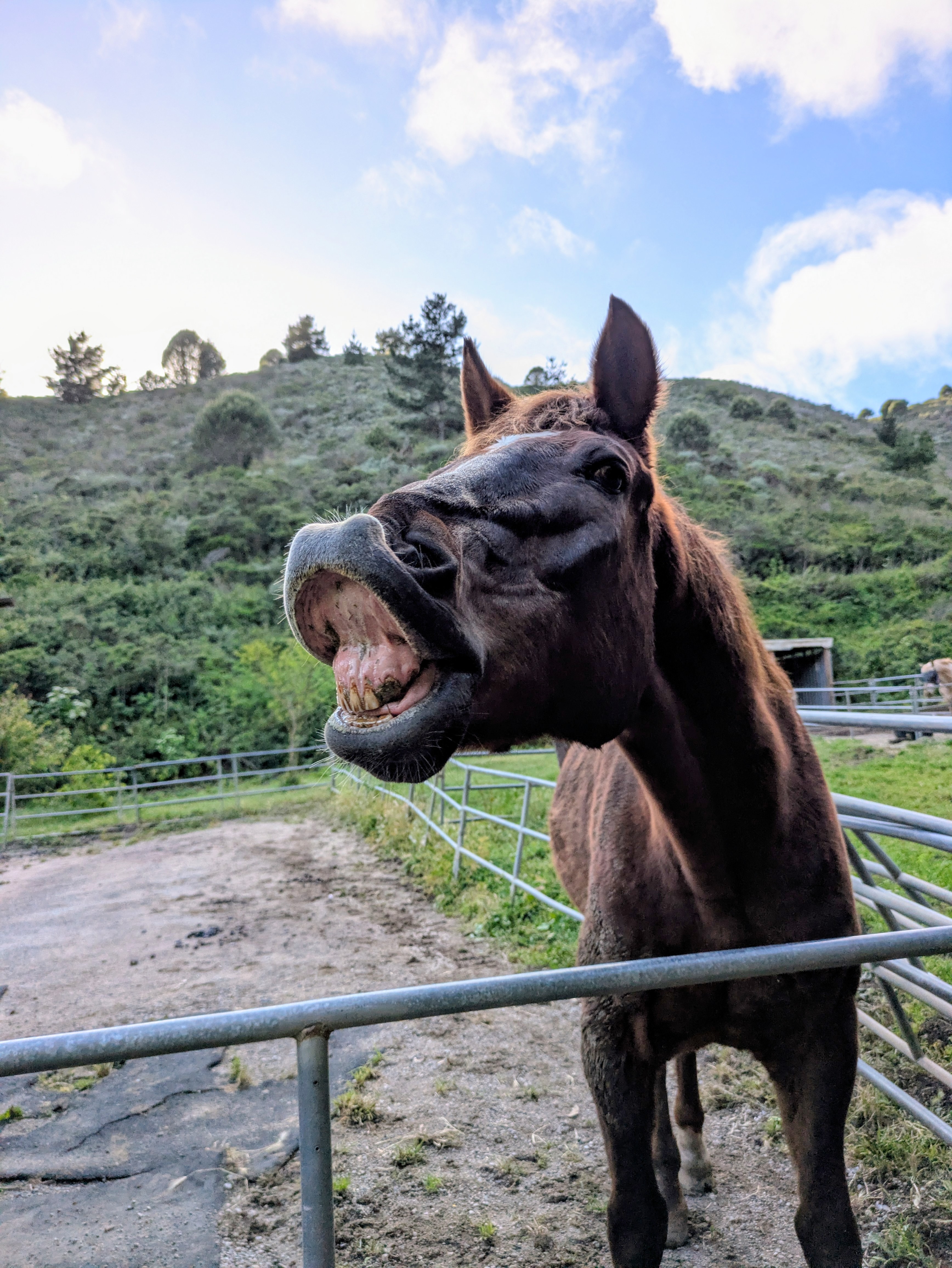 A friendly pony says hello